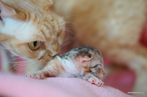 Котенок девон-рекс Ulla Mia - питомник Velvet Elves