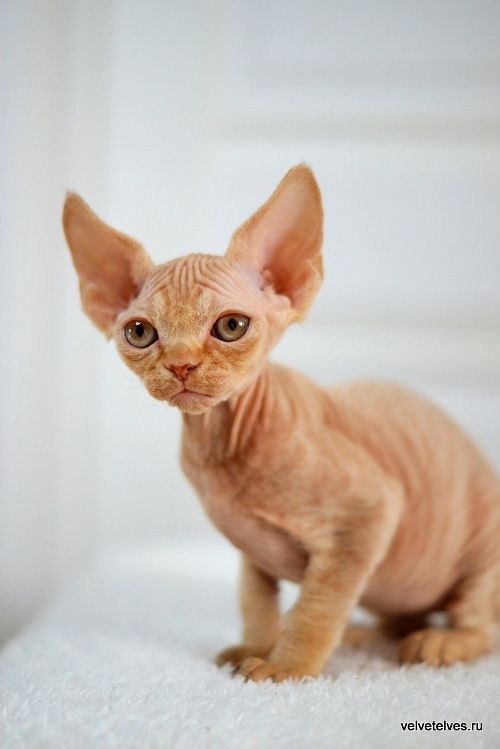 Котенок девон-рекс Umberto - питомник Velvet Elves