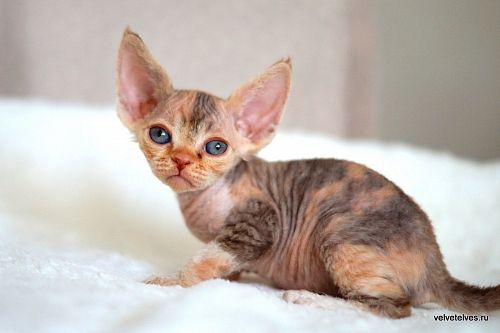 Котенок девон-рекс Una Stella - питомник Velvet Elves