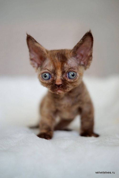 Котенок девон-рекс Unique Pearl - питомник Velvet Elves