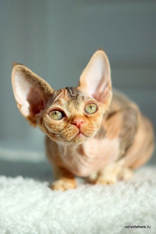 Котенок девон-рекс Una Stella - питомник Velvet Elves