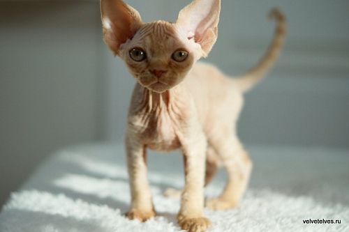 Котенок девон-рекс Umberto - питомник Velvet Elves