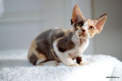 Котенок девон-рекс Una Mia - питомник Velvet Elves