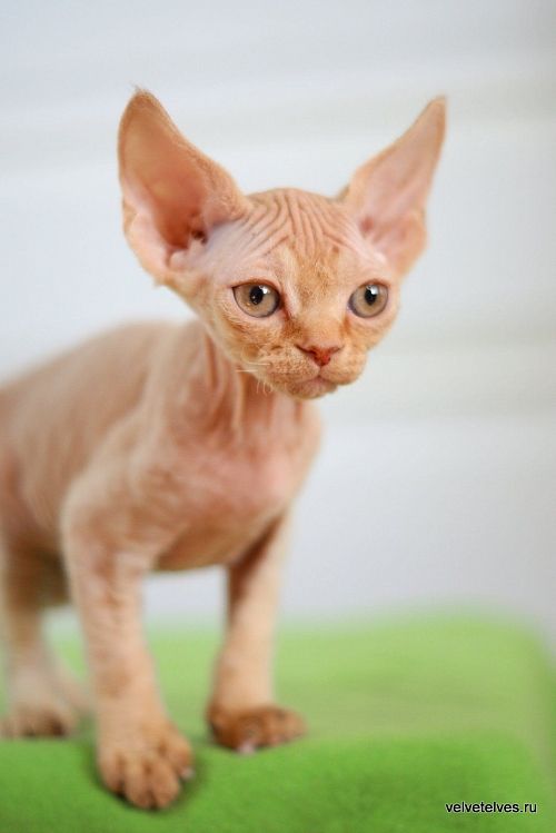 Котенок девон-рекс Umberto - питомник Velvet Elves
