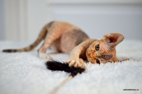 Котенок девон-рекс Una Stella - питомник Velvet Elves