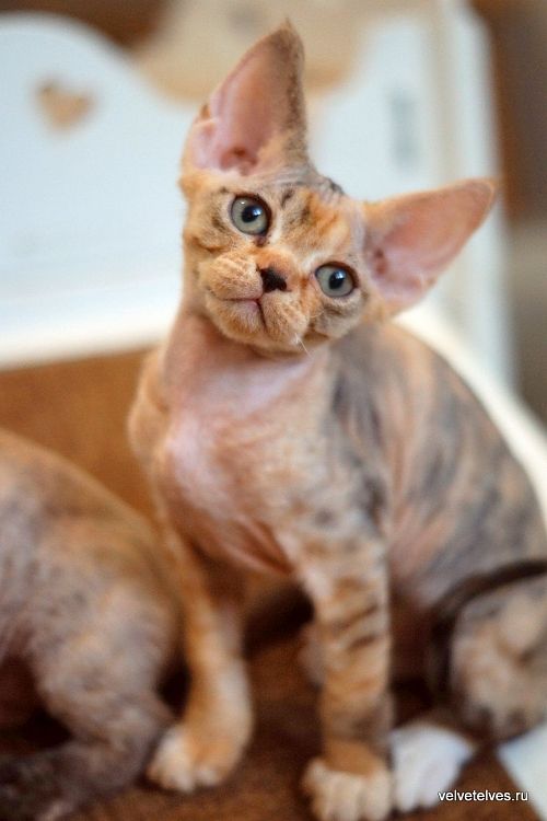 Котенок девон-рекс Ulla Mia - питомник Velvet Elves