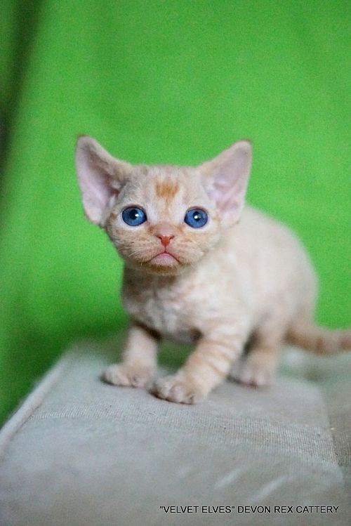 Котенок девон-рекс Ville - питомник Velvet Elves