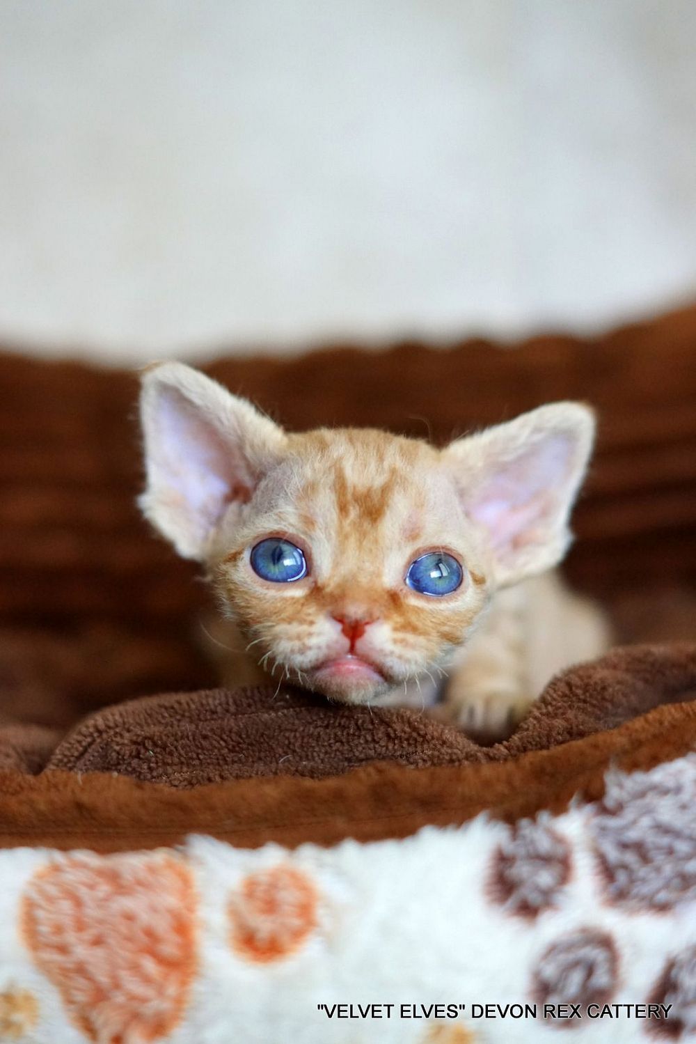 Котенок девон рекс Tywin